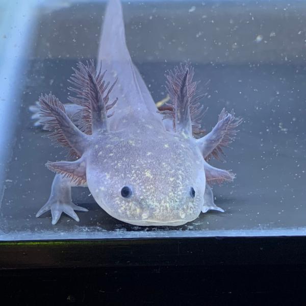 ブラックウーパールーパー 1匹 約5-8cm± ※雌雄の指定不可 : 有限会社