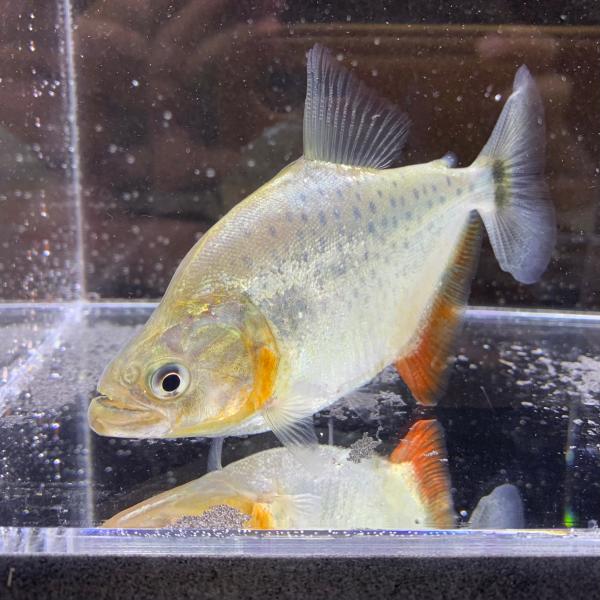 kotinettaigyo_20231013-10