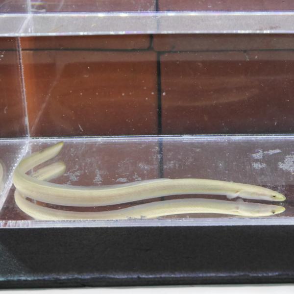 日本淡水魚　ウナギ　約20cm　観賞用　※雄雌のご指定不可　生体　うなぎ　鰻