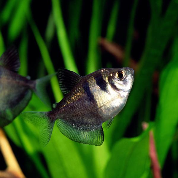 テトラ　カラシン　ネオン　入門種　熱帯魚　初心者　南米　ブラジル　簡単　アクアリウム　ビギナー　カージナル