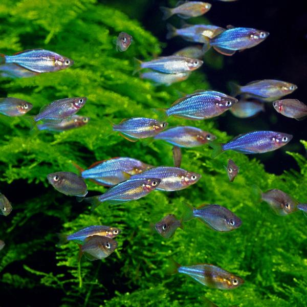 熱帯魚 ネオンドワーフ・レインボー 1匹 ※雄雌のご指定不可 生体
