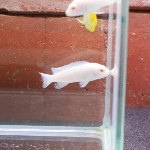 熱帯魚 スノーホワイトシクリッド 3匹 ※カラー/雌雄の指定不可
