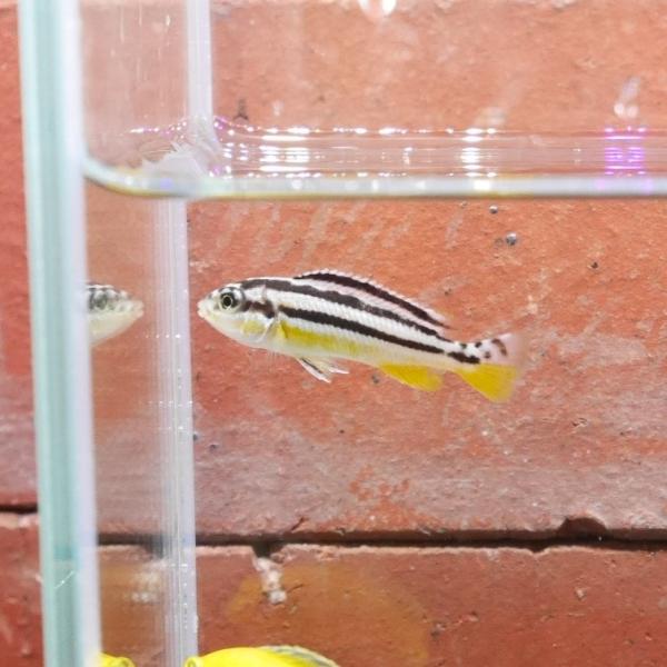 熱帯魚 イエローストライプシクリッド 1匹 ※カラー/雌雄の指定不可