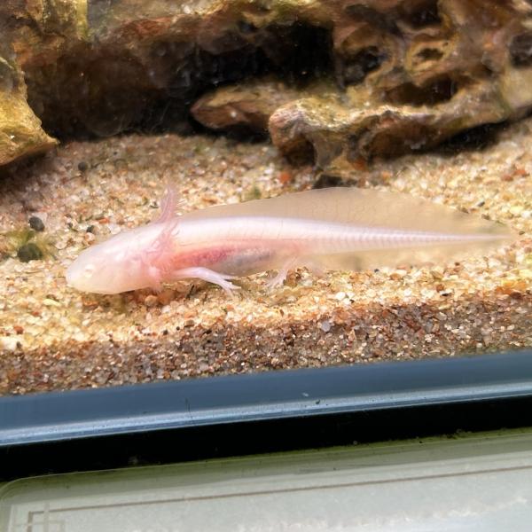 ウーパールーパー アルビノ 白赤目 1匹 約7-12cm± ※雌雄の指定不可