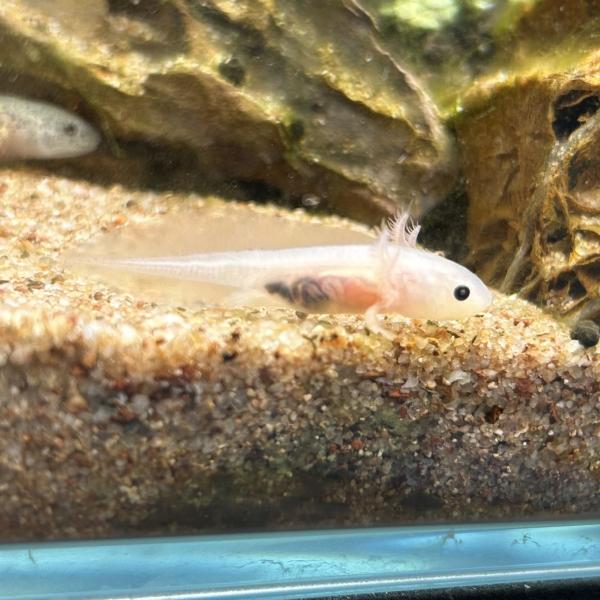 Ambystoma mexicanum　メキシコサラマンダー　メキシコサンショウウオ　アホロートル　両生類　ビバリウム　アクアテラリウム