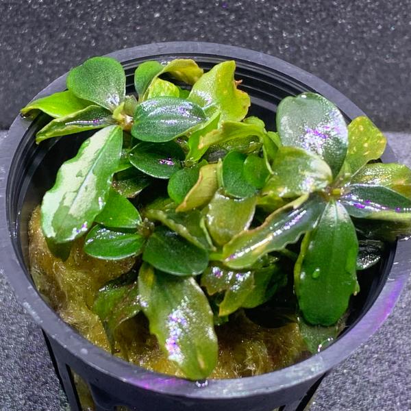 水草 ブセファランドラ SP. ブラウニーブルー POT入り ポット入り