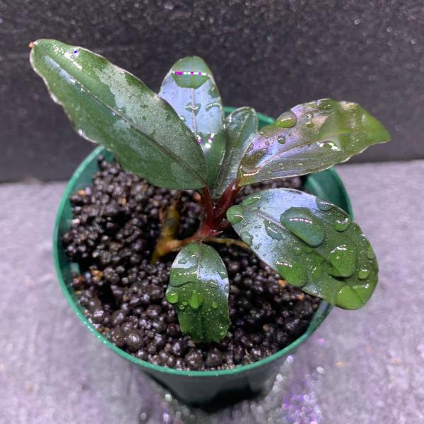 水草 ブセファランドラ sp. ロイヤルレッド 1株 ※バラ売り水草は4点