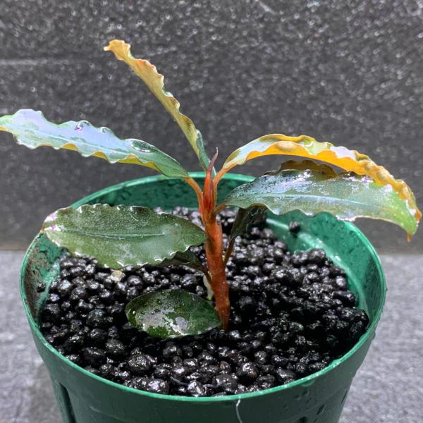 水草 ブセファランドラ sp. シャインブルー 1株 ※バラ売り水草は4点