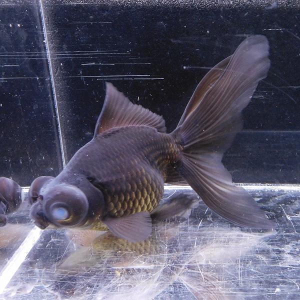 金魚 黒出目金 LLサイズ 約15cm前後 ※目難あり 1匹 1点物