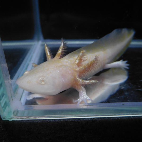 アンダーソンサラマンダー×ゴールデンウーパールーパー 1匹 約6-9cm