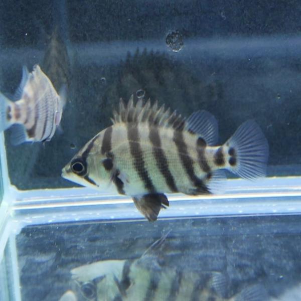 熱帯魚 メニーバータイガー ベビー 約2-3cm ※雄雌のご指定不可