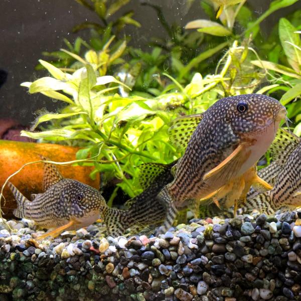 熱帯魚　コリドラス・ステルバイ　5匹　※雄雌のご指定不可