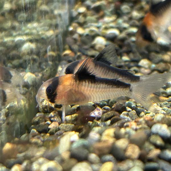 熱帯魚　コリドラス・アドルフォイ　5匹　※雄雌のご指定不可　生体