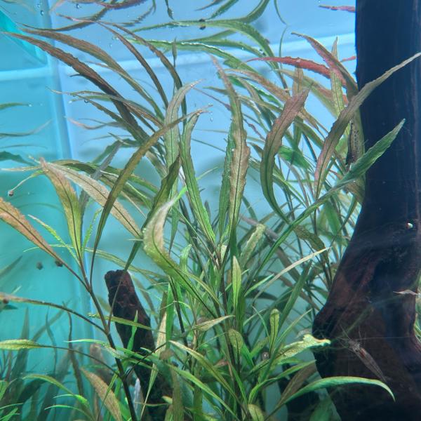 水草　丈夫　初心者　かんたん　CO2無　二酸化炭素　無し　後景