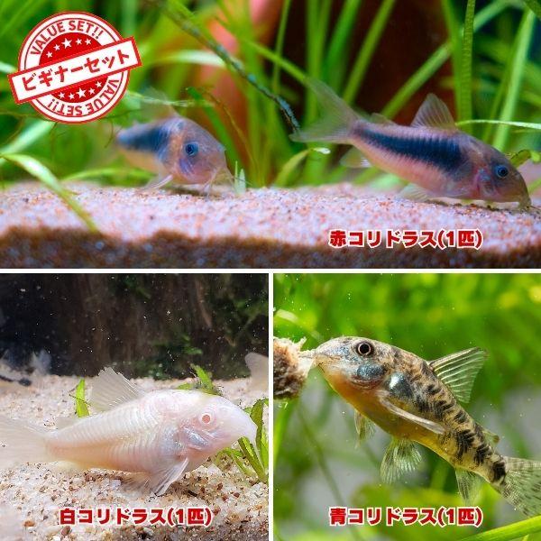 熱帯魚　定番コリドラス３種セット　赤コリ　白コリ　青コリ　3匹セット（各1匹）　※雄雌のご指定不可　ビギナーセット