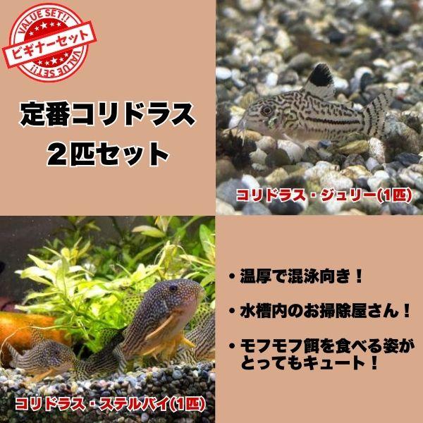 熱帯魚 定番コリドラス2種セット ステルバイ ジュリー 2匹セット（各1 