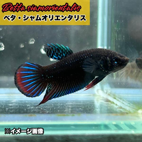ワイルドベタ・オセラータ　オス　熱帯魚 ワイルドベタ オス シャムオリエンタリス 幼魚 約2-3cm 熱帯魚 生体
