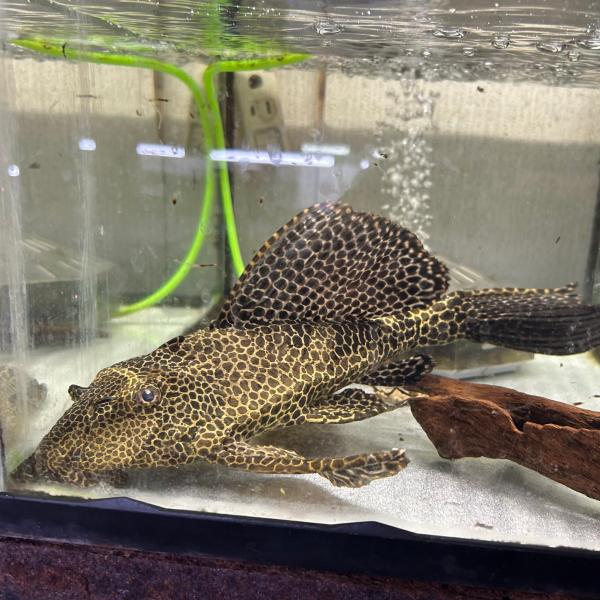 （お渡し決定）セルフィンプレコ3匹　大きいです！ お渡し決定）セルフィンプレコ3匹 大きいです！ お渡し決定