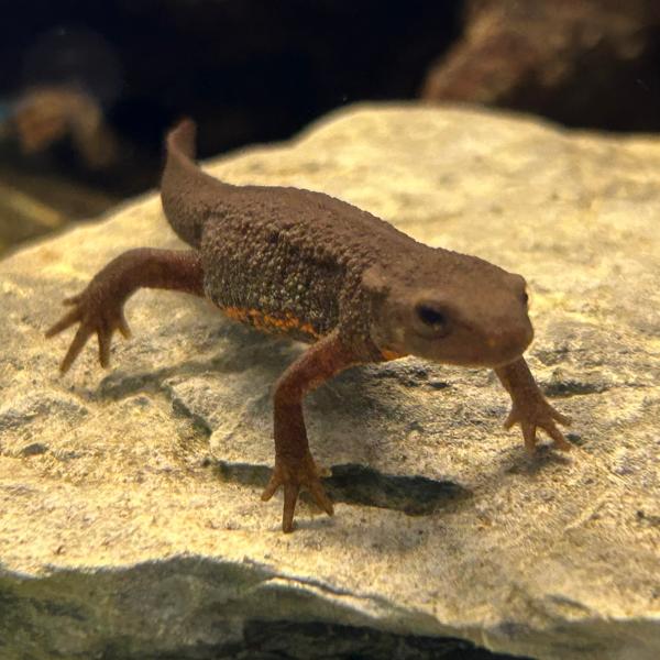 両生類 アカハライモリ 1匹 約5-8cm± ※雌雄の指定不可 : 有限会社高知