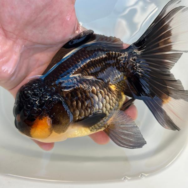 オランダ獅子頭 明け2歳 サイズ11センチ 楽天市場】（国産金魚）オランダ獅子頭セット（更紗オランダ獅子頭＋