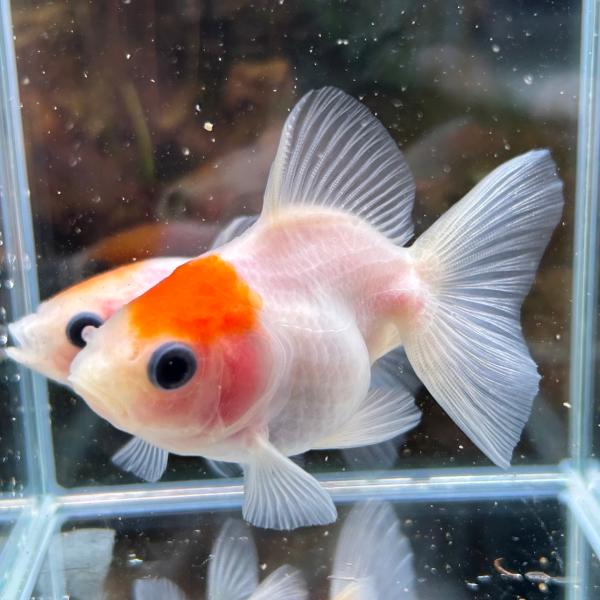 桜土佐錦 当歳魚 約3-5cm 1匹 金魚 ※カラー/雌雄の指定不可 : 有限