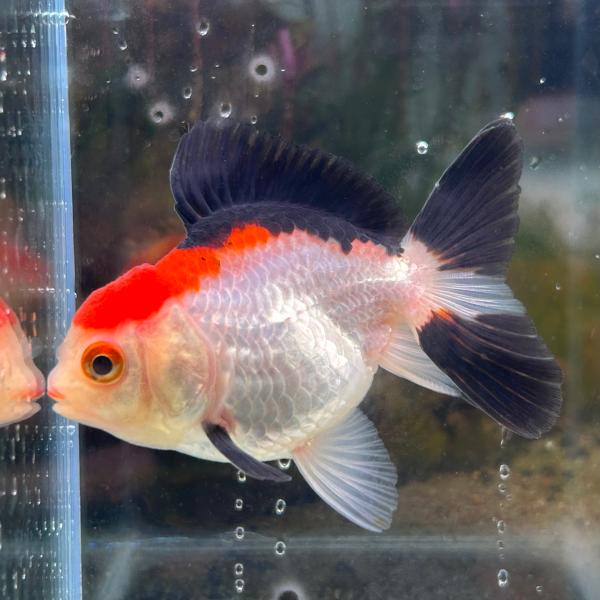 金魚・オランダ獅子頭・赤 1点物 MIXオランダ Mサイズ 7-10cm± 1匹 オランダ獅子頭（ししがしら