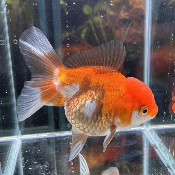 1点物 MIXオランダ タイ産 Mサイズ 7-10cm± 1匹 オランダ獅子頭（しし