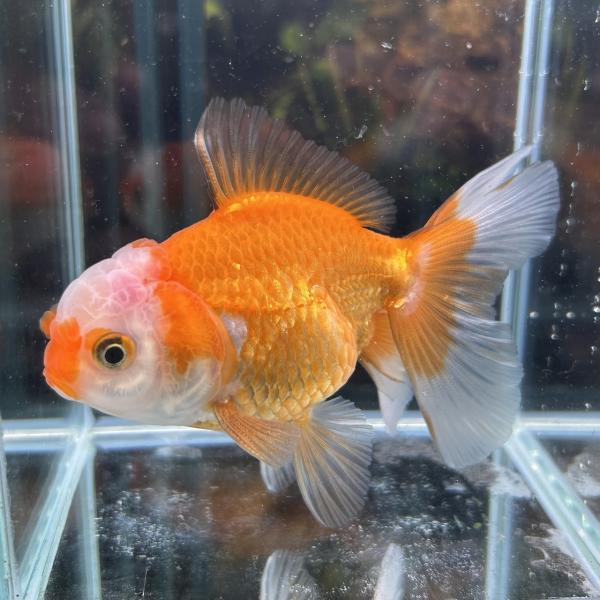 1点物 MIXオランダ タイ産 更紗 Mサイズ 7-10cm± 1匹 オランダ獅子頭