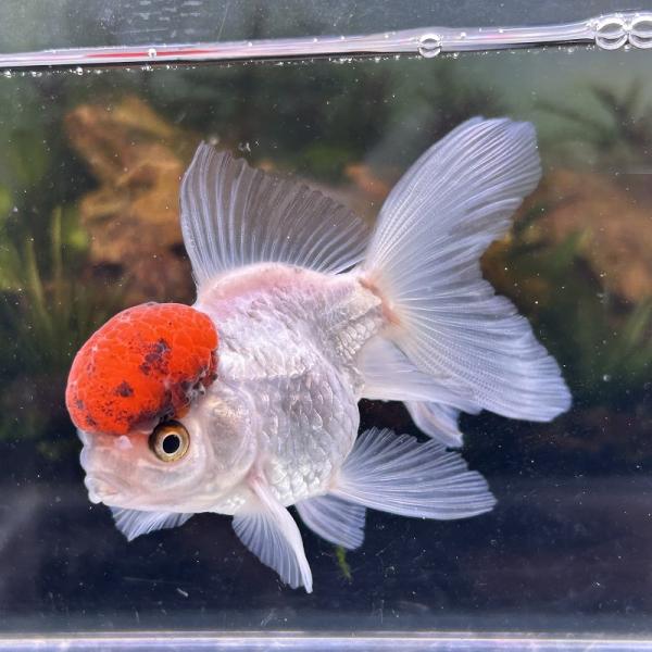 1点物 オランダ獅子頭 丹頂 タイ産 Mサイズ 7-10cm± 1匹 ししがしら