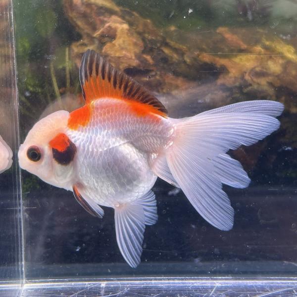 1点物 オランダ獅子頭 トリカラー タイ産 Mサイズ 7-10cm± 1匹 ししが