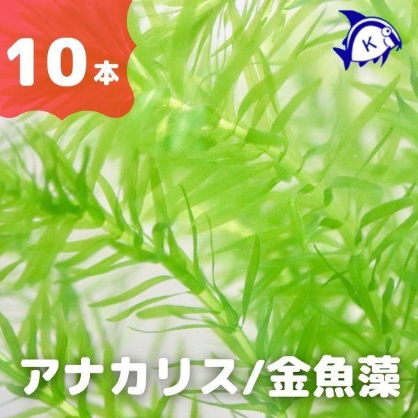 水草 アナカリス 10本 バラ売り水草は4点まで同梱可能 ネコポス 金魚藻 オオカナダモ A 26 有限会社高知熱帯魚サービス 通販 Yahoo ショッピング