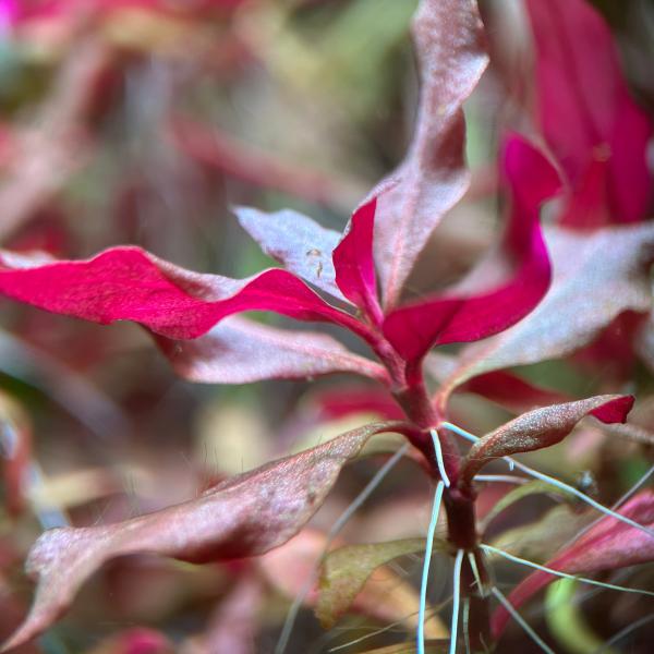 ※画像はイメージとなります。※農薬除去処理等は特に行っておりません。水質：弱酸性-弱アルカリ性飼育適水温：24-30℃※必ずしもこの環境下であれば飼育できることを確約するものではございません。鮮やかな赤系の色が特徴の有茎草。二酸化炭素無しで...