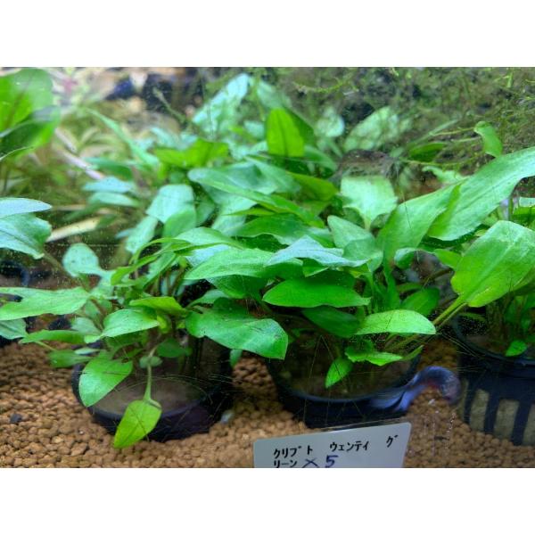 ※画像はイメージとなります。※農薬除去処理等は特に行っておりません。学名：Cryptocoryne wendtii Green水質：弱酸性-弱アルカリ性飼育適水温：24-30℃分布：東南アジア※必ずしもこの環境下であれば飼育できることを確約...