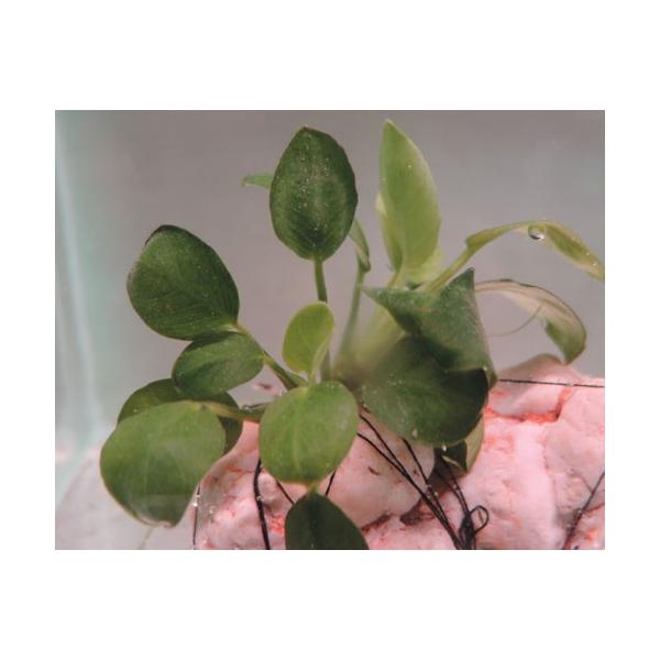 水草 アヌビアスナナ 石付き 1株 : 有限会社高知熱帯魚サービス - 通販