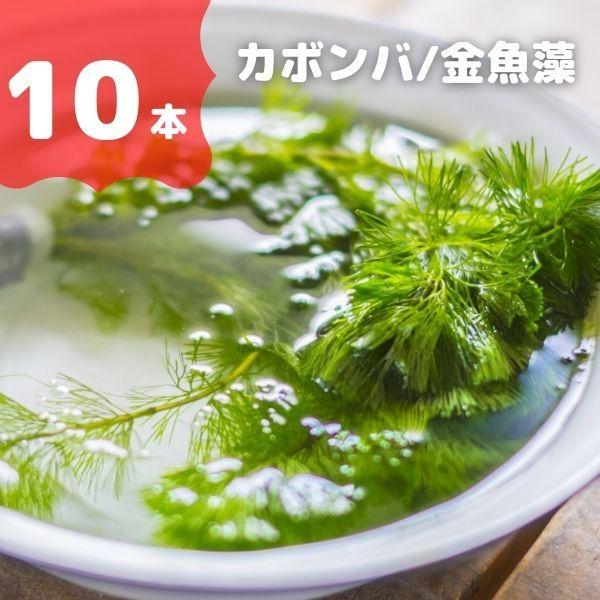 水草 カボンバ 10本 バラ売り水草は4点まで同梱可能 ネコポス 金魚藻 金魚やメダカ水槽に最適 A 51 有限会社高知熱帯魚サービス 通販 Yahoo ショッピング