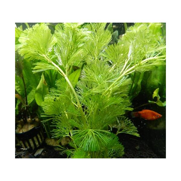 水草 カボンバ カモンバ ミニ素焼き鉢入り 3個 金魚藻 金魚やメダカ水槽に最適 Buyee Buyee Japanese Proxy Service Buy From Japan Bot Online