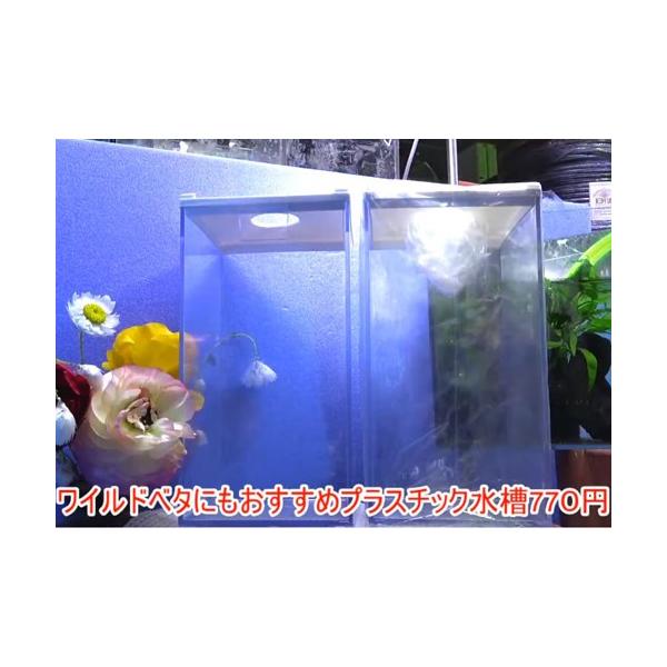 ワイルド ベタ 総合 Favofavoitems