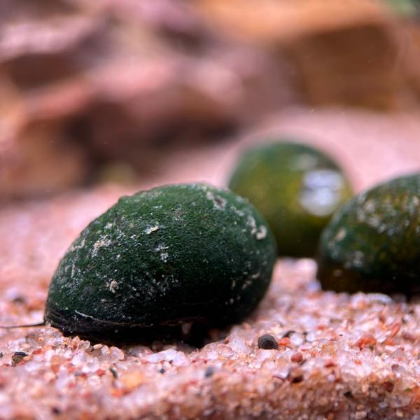 石巻貝　20匹　コケ対策　イシマキガイ　掃除　生体　苔取り　メンテナンス