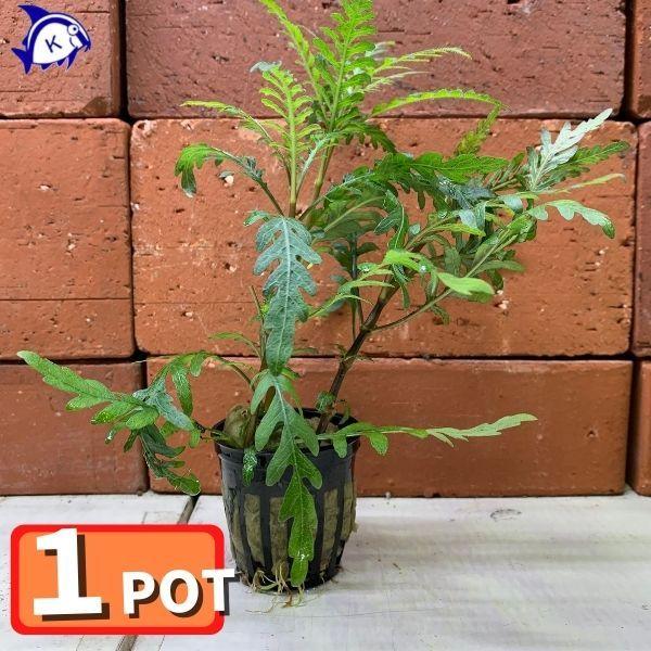 水草 ハイグロフィラ ピンナティフィダ 水上葉 Pot Mizukusa0802 2 有限会社高知熱帯魚サービス 通販 Yahoo ショッピング