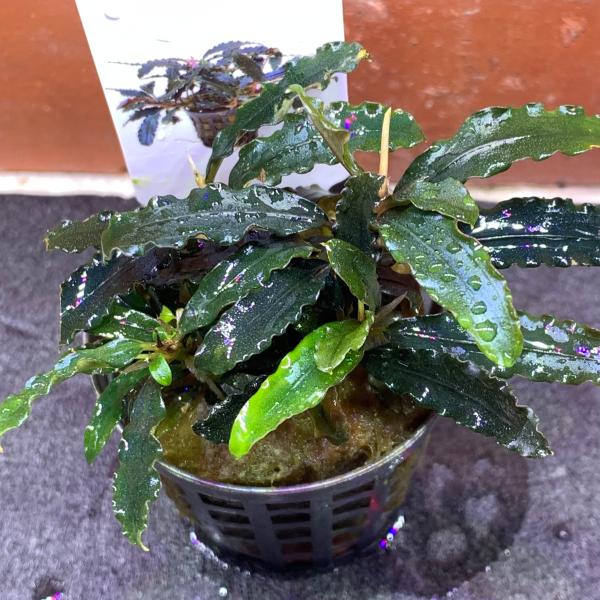 ブセファランドラ ビブリス B 他 ブセファランドラsp.シルバービブリス Bucephalandra sp.silver
