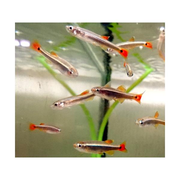 （熱帯魚）アカヒレ　5匹　生体　雌雄指定不可