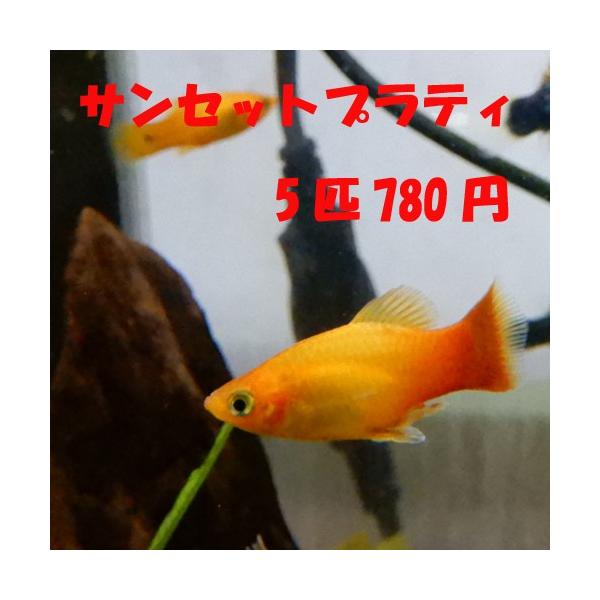 イエローサンセットプラティ 5匹セット : 有限会社高知熱帯魚