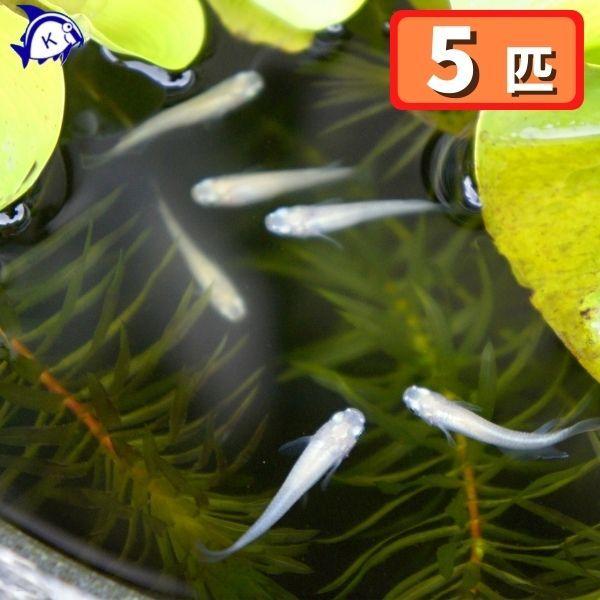 めだか 白メダカ 5匹セット 雄雌のご指定不可 Buyee Buyee 日本の通販商品 オークションの代理入札 代理購入