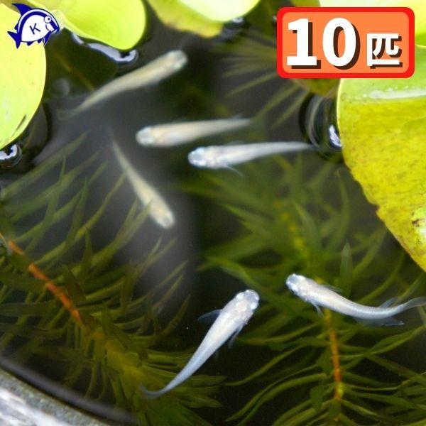 白メダカ 10匹セット 雄雌のご指定不可 T013 有限会社高知熱帯魚サービス 通販 Yahoo ショッピング