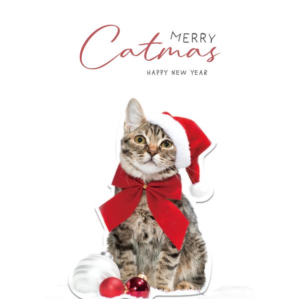 桜猫　サンタ猫 桜猫 サンタ猫 The moving date for the rescued cats Azuki