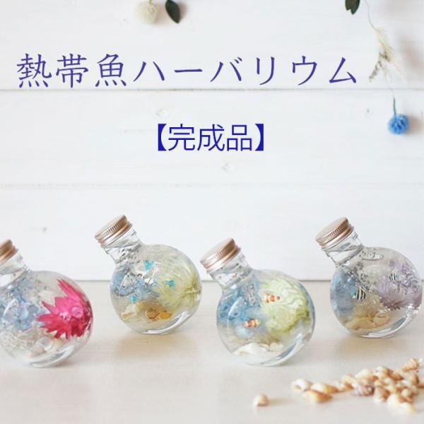 ハーバリウム 熱帯魚ボトル１本のお値段です。お家の中で小さな水族館カクレクマノミやエンジェルフィッシュなどのお魚がまるで本物のように泳いでいます。プレゼントやご自宅にいかがでしょうか。★熱帯魚★４種類★サイズ★高さ約9.3cm x 幅約7....