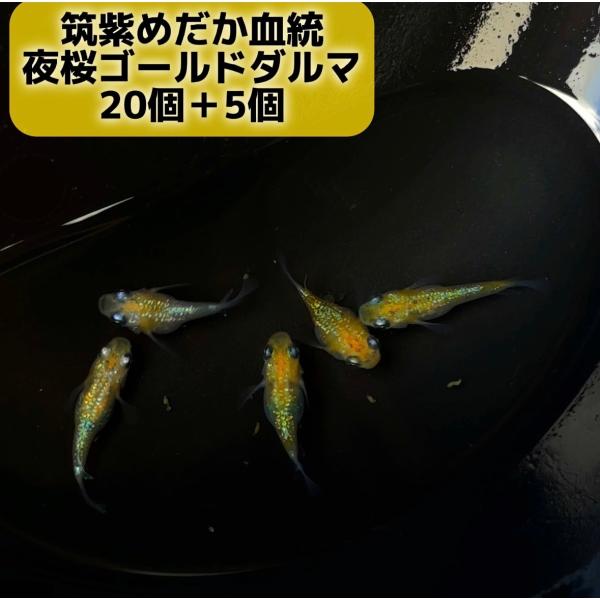 メダカ 卵 夜桜ゴールドダルマメダカ【有精卵20個＋5個セット】固定率抜群！めだか ダルマ 卵 筑紫メダカ血統