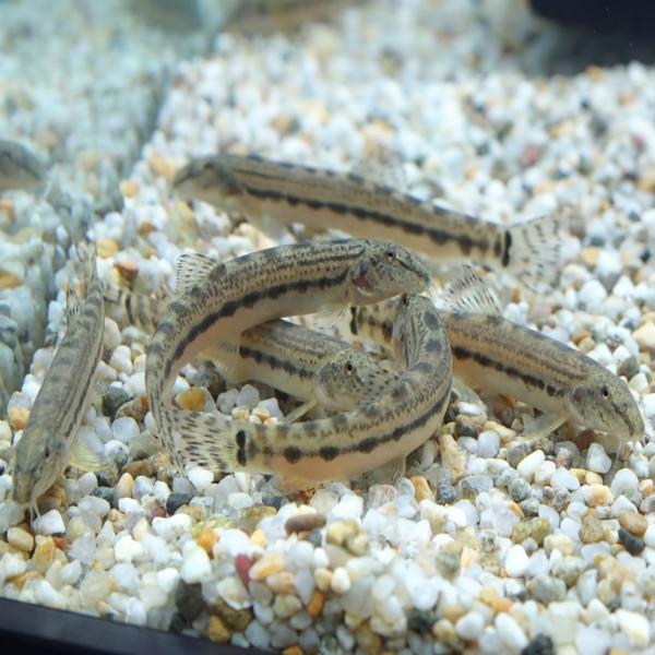 【送料無料】シマドジョウ｜丈夫で飼いやすい底砂掃除役｜メダカ・金魚と混泳OK ビオトープ｜初心者向け淡水魚｜送料無料・クリックポスト