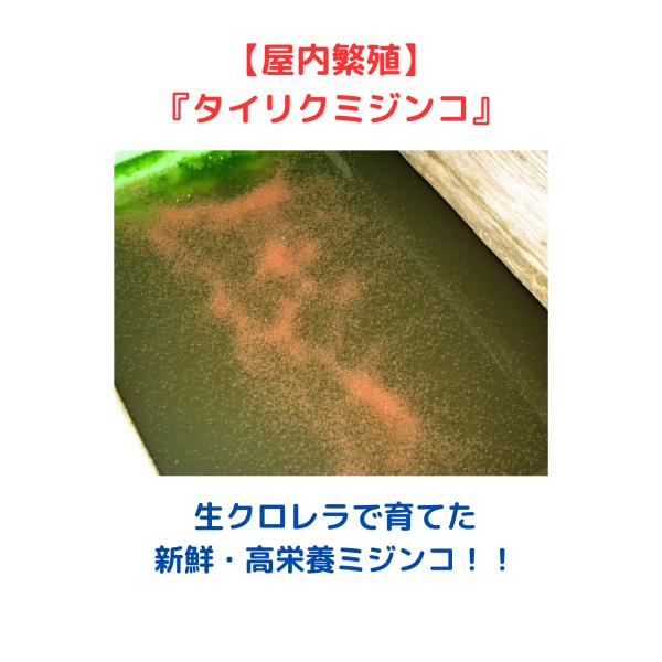 送料無料 タイリクミジンコ（5.0g+α 16000匹）（10g+α 32000匹）めだか金魚熱帯魚の生き餌に！めだか 金魚 ワムシ ゾウリムシ 生餌 アクアリウム