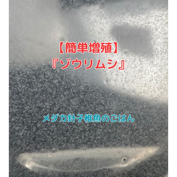 ゾウリムシ 【300ml〜800ml】メダカ  針子 稚魚  生き餌 エサ ぞうりむし みじんこ クロレラ ヒメダカ  熱帯魚 アクアリウム メダカ生体 ミジンコ PSB